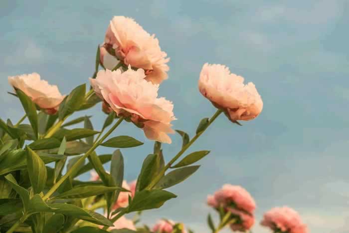 你早晚会明白，越是沉得住气，越容易抓住男人心_嘉待情感