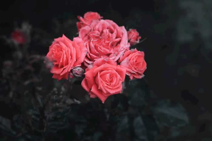 女人对你有没有兴趣，请她吃顿饭就能看出来_嘉待情感